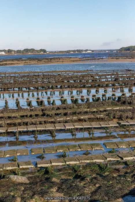: Etel river, Saint Cado with oyster farm : Etel river, Saint Cado with oyster farm