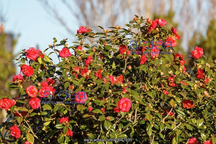 : Etel river, Saint Cado village, camellias : Etel river, Saint Cado village, camellias