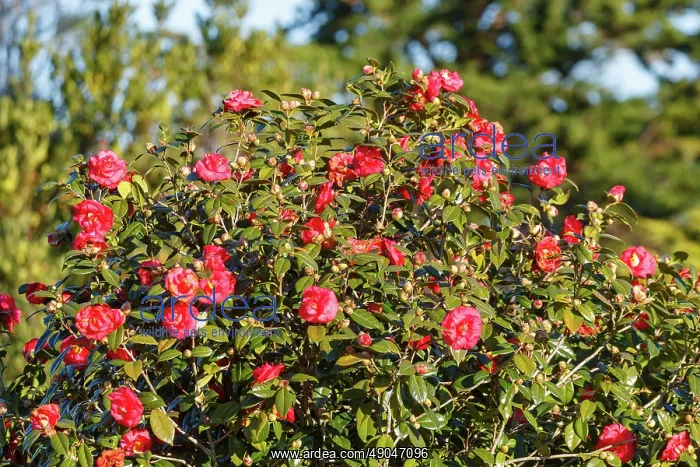 : Etel river, Saint Cado village, camellias : Etel river, Saint Cado village, camellias