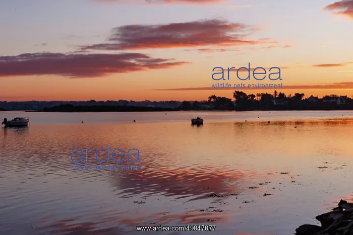 : Etel river, Saint Cado village, sunrise : Etel river, Saint Cado village, sunrise