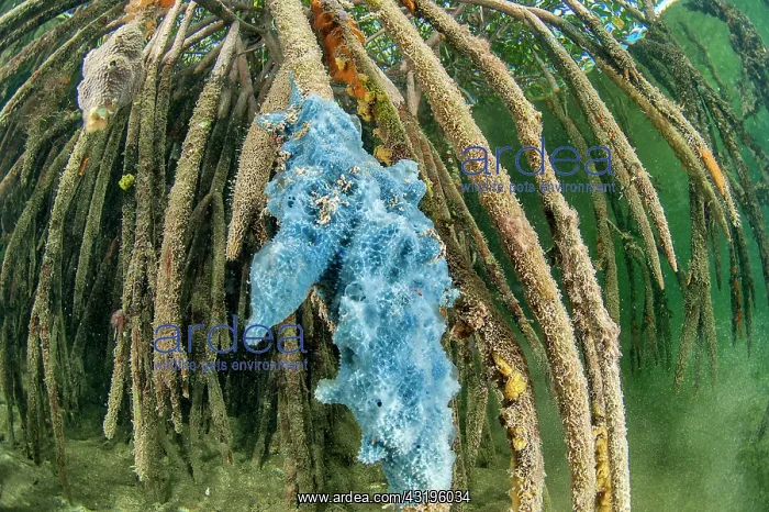 : Ethereal sponge (Dysidea etheria), colonizing a : Ethereal sponge (Dysidea etheria), colonizing a