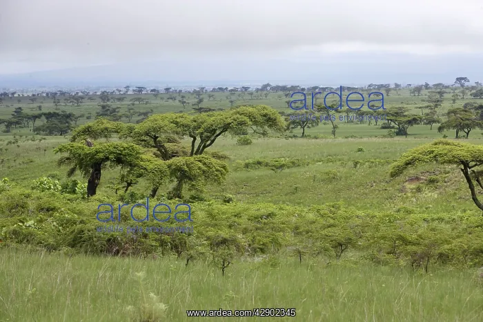 : Ethiopia - Acacia trees & grasslands : Ethiopia - Acacia trees & grasslands