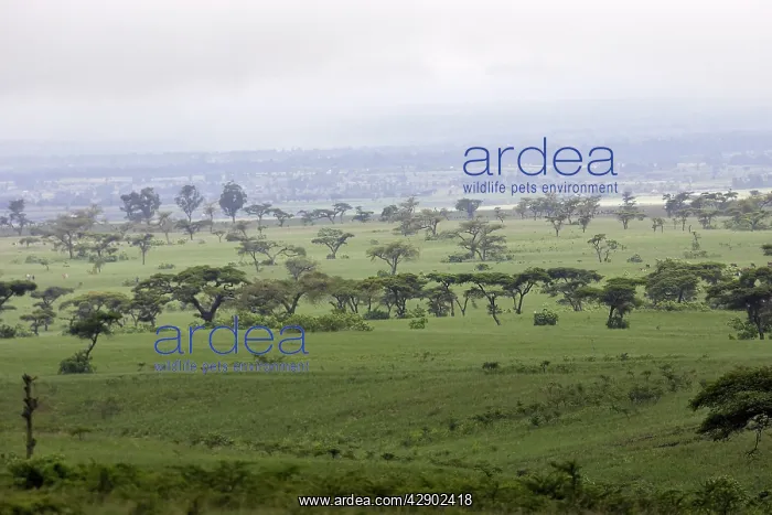 : Ethiopia - Acacias and Savane trees in the region of Yabelo : Ethiopia - Acacias and Savane trees in the region of Yabelo