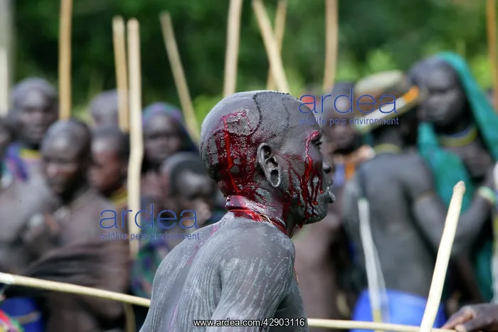 : Ethiopia - ceremony of Donga among Surma, tribe : Ethiopia - ceremony of Donga among Surma, tribe