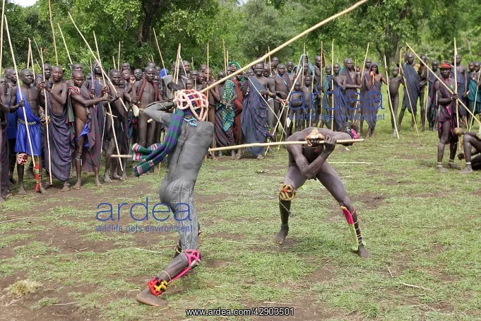 : Ethiopia - Ceremony of Donga among Surma: tribe : Ethiopia - Ceremony of Donga among Surma: tribe
