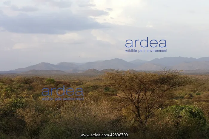 : Ethiopia - country of Hamer tribe - lower basin of Omo River : Ethiopia - country of Hamer tribe - lower basin of Omo River