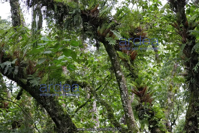 : Ethiopia - epiphytic fern plants : Ethiopia - epiphytic fern plants