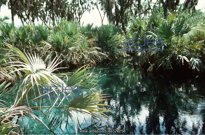 : Ethiopia - Hot Springs at Awash : Ethiopia - Hot Springs at Awash