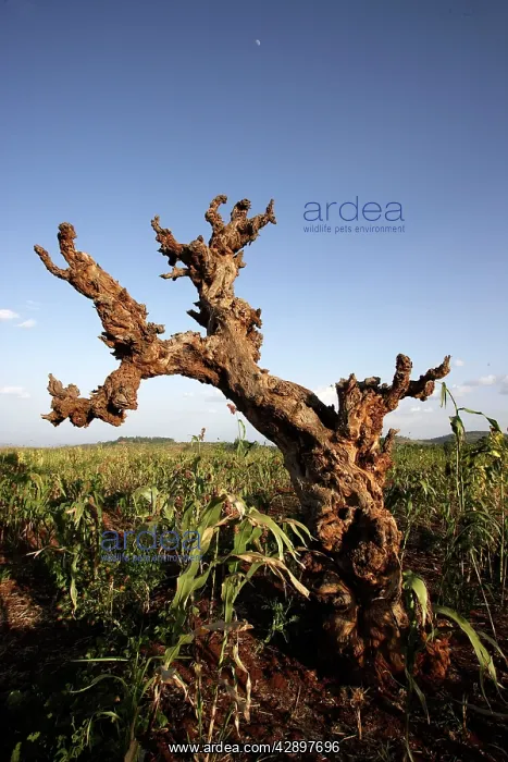  : Ethiopia - Konso area with Sorghum plant