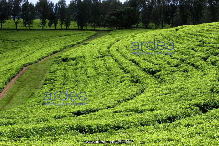 : Ethiopia - plantation : Ethiopia - plantation