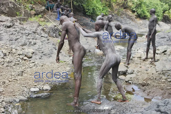 : Ethiopia - preparation for the ceremony of Donga : Ethiopia - preparation for the ceremony of Donga