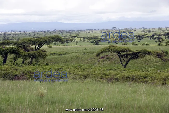  : Ethiopia - Savane tree, Acacias and grass pasturein