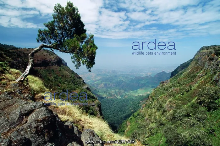  : Ethiopia - Simien Mountain showing tree shape affected