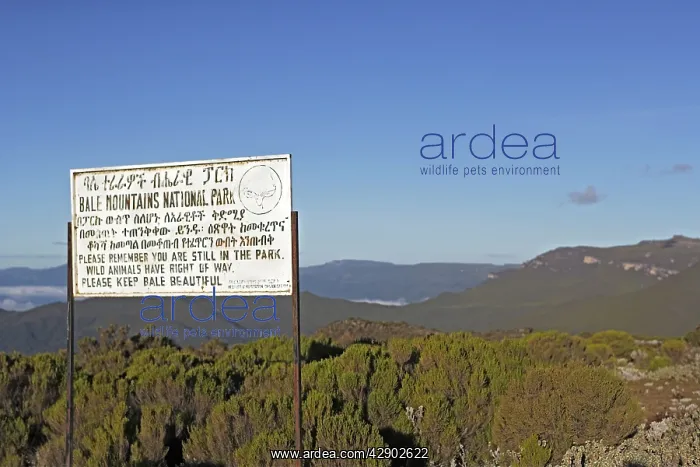 : Ethiopia - Tableland of Sanetti ( 4000 m altitude : Ethiopia - Tableland of Sanetti ( 4000 m altitude