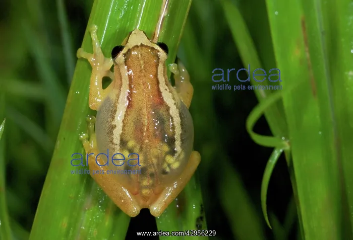 : Ethiopian Banana Frog - gravid female with eggs : Ethiopian Banana Frog - gravid female with eggs