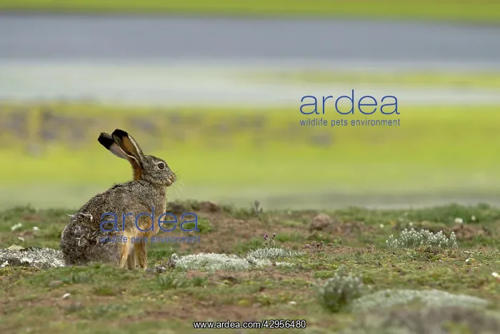 : Ethiopian Highland Hare : Ethiopian Highland Hare