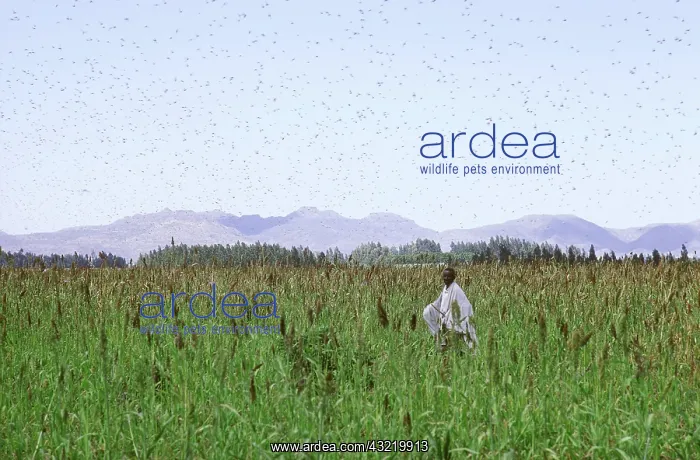 : Ethiopian millet farmer and swarm of locusts : Ethiopian millet farmer and swarm of locusts