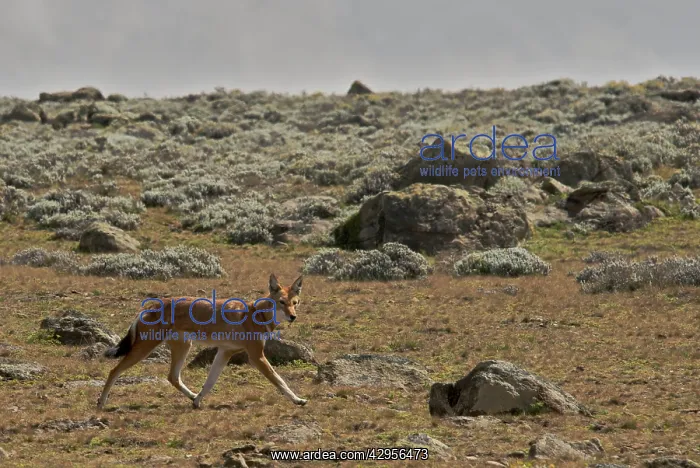 : Ethiopian Wolf : Ethiopian Wolf