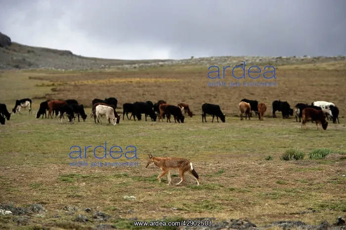 : Ethiopian Wolf / Abyssinian Wolf / Simien Jackal : Ethiopian Wolf / Abyssinian Wolf / Simien Jackal