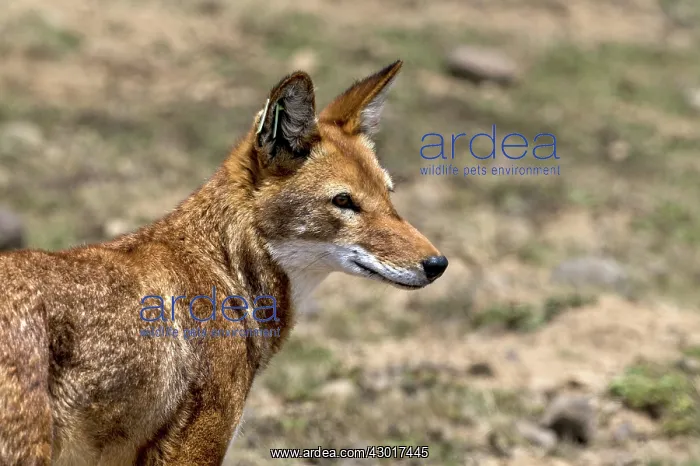  : Ethiopian Wolf close up