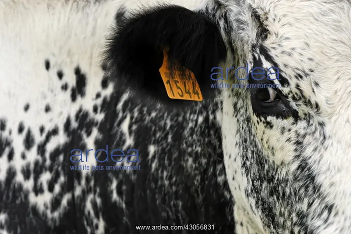 : Etiquette on the ear of a cow vosgienne The Glasborn : Etiquette on the ear of a cow vosgienne The Glasborn