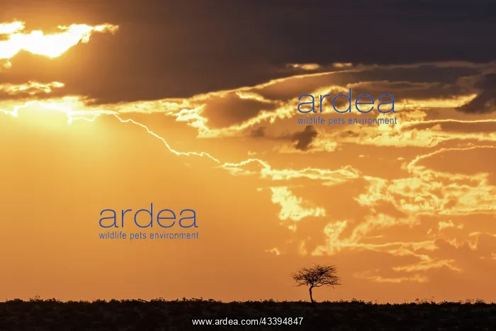 : ETOSHA. Africa, Namibia, Etosha National Park, Plain at sunrise : ETOSHA. Africa, Namibia, Etosha National Park, Plain at sunrise