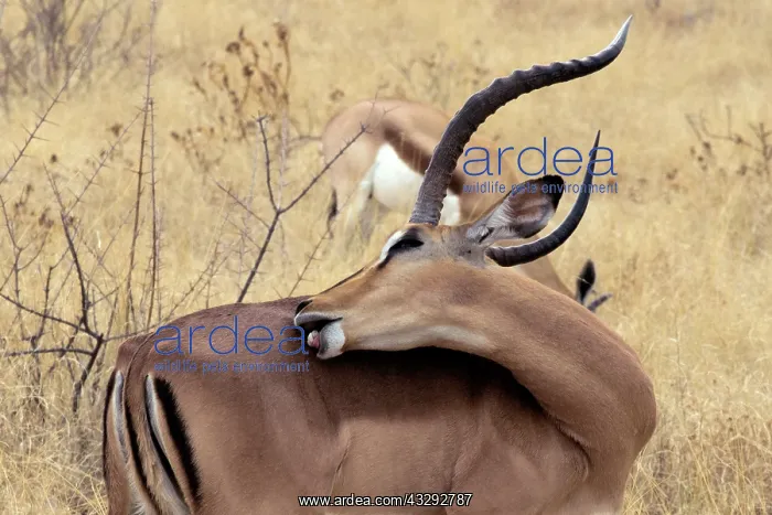 : Etosha N.P. in Namibia harbours the largest population of bl : Etosha N.P. in Namibia harbours the largest population of bl