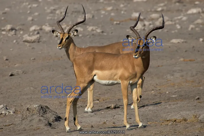 : Etosha N.P. in Namibia harbours the largest population of bl : Etosha N.P. in Namibia harbours the largest population of bl