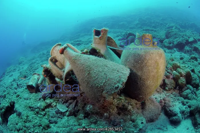 : Etruscan Amphora in a protected archaeological : Etruscan Amphora in a protected archaeological