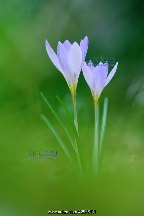  : Etruscan Crocus