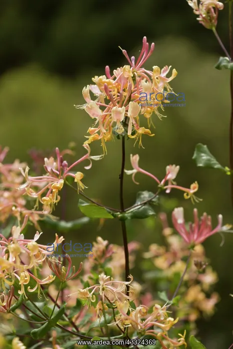 : Etruscan Honeysuckle - in flower - strongly fragrant : Etruscan Honeysuckle - in flower - strongly fragrant