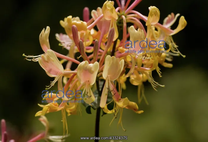 : Etruscan Honeysuckle - in flower - strongly fragrant : Etruscan Honeysuckle - in flower - strongly fragrant