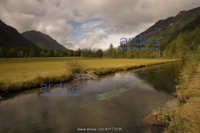 : Ettaler Weidemoos, moss, wetland biotope : Ettaler Weidemoos, moss, wetland biotope