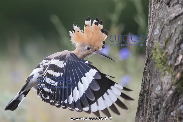 : Euarasian Hoopoe (Upupa epops) flying back to n : Euarasian Hoopoe (Upupa epops) flying back to n