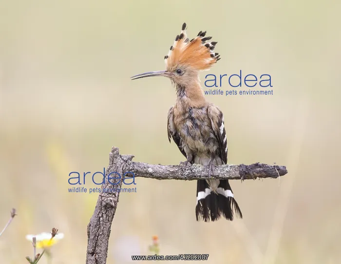 : Euarasian Hoopoe (Upupa epops) perched on a bra : Euarasian Hoopoe (Upupa epops) perched on a bra