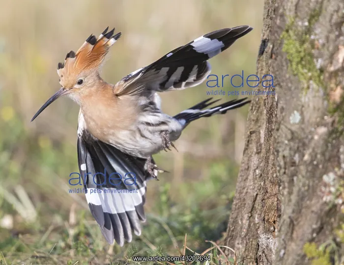 : Euarasian Hoopoe (Upupa epops)in flight in wood : Euarasian Hoopoe (Upupa epops)in flight in wood