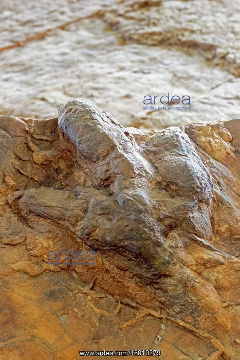 : Eubrontes tracks from Dilophosaurus like dinosaur (the silic : Eubrontes tracks from Dilophosaurus like dinosaur (the silic