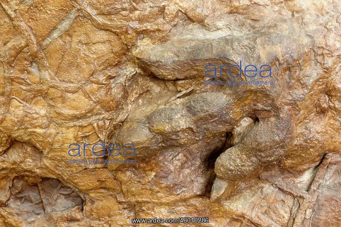 : Eubrontes tracks from Dilophosaurus like dinosaur (the silic : Eubrontes tracks from Dilophosaurus like dinosaur (the silic