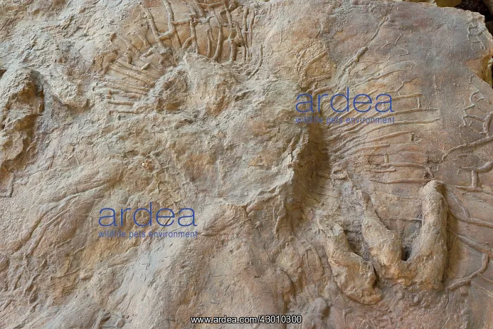 : Eubrontes tracks from Dilophosaurus like dinosaur (the silic : Eubrontes tracks from Dilophosaurus like dinosaur (the silic