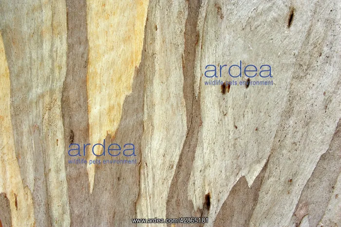 : Eucalypt bark - detail of the smooth and glossy : Eucalypt bark - detail of the smooth and glossy