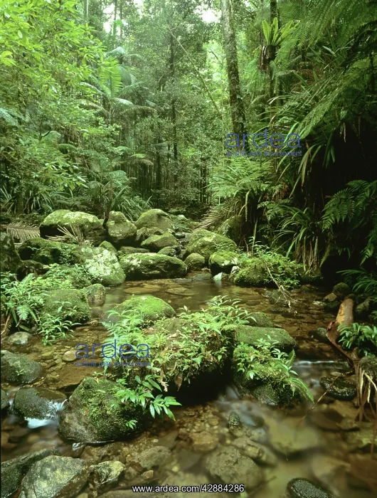 : Eucalypt forest Kangaroo Valley : Eucalypt forest Kangaroo Valley