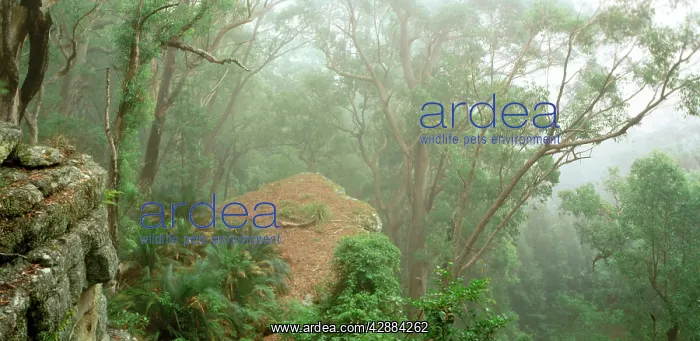 : Eucalypt forest in mist : Eucalypt forest in mist
