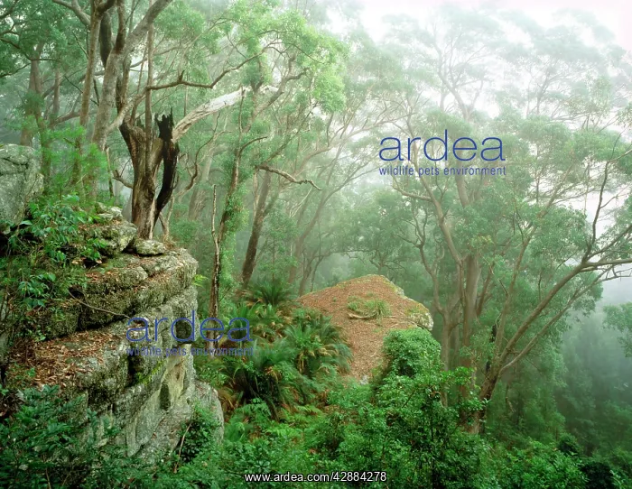 : Eucalypt forest in mist : Eucalypt forest in mist