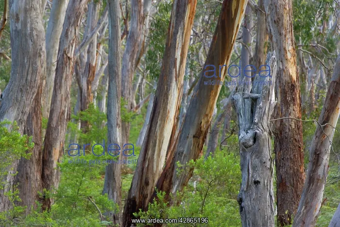 : Eucalypt Forest - view into a lightly wooded coastal : Eucalypt Forest - view into a lightly wooded coastal