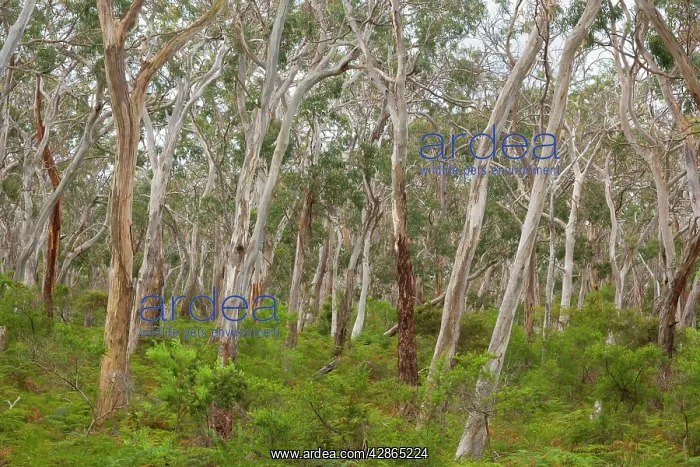 : Eucalypt Forest - view into a lightly wooded coastal : Eucalypt Forest - view into a lightly wooded coastal