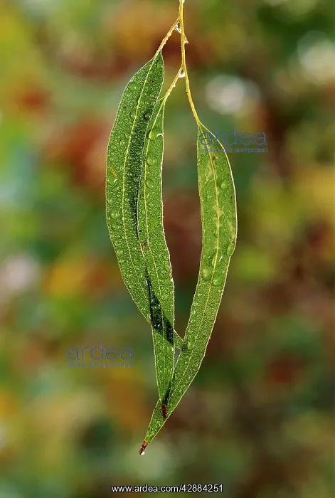 : Eucalypt leaves - covered in dew : Eucalypt leaves - covered in dew