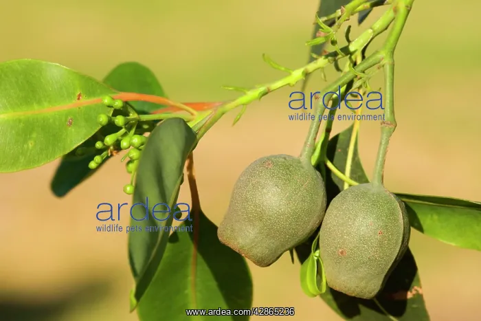 : Eucalypt nuts - gumnuts : Eucalypt nuts - gumnuts