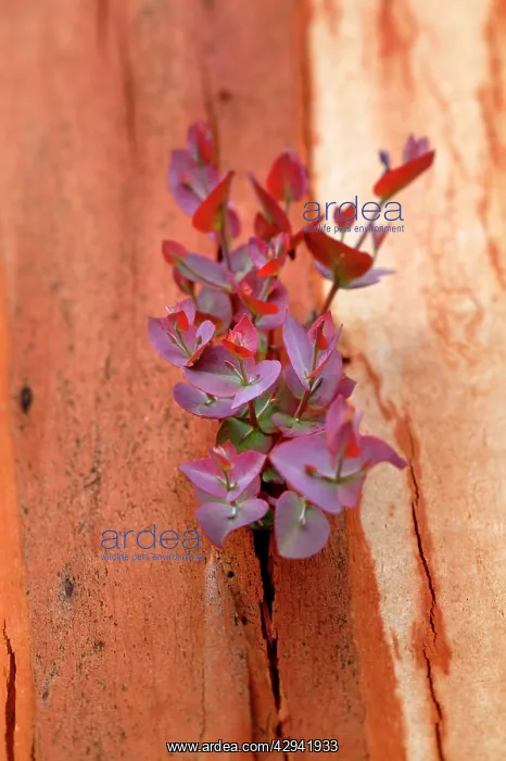 : Eucalypt regrowth after bushfire.Regeneration : Eucalypt regrowth after bushfire.Regeneration