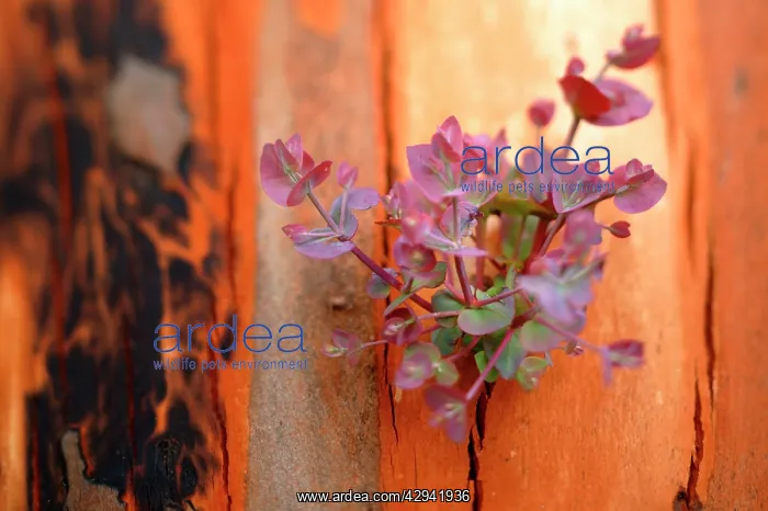 : Eucalypt regrowth after bushfire.Regeneration : Eucalypt regrowth after bushfire.Regeneration