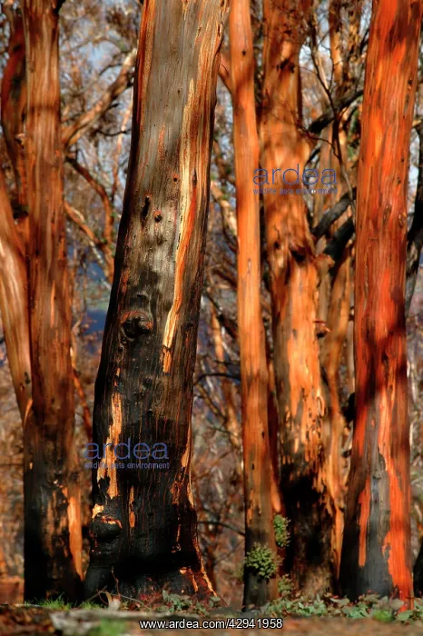 : Detail of Eucalypt trunks.after bushfire with some : Detail of Eucalypt trunks.after bushfire with some